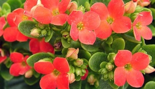 Kalanchoe na liečbu chronickej prostatitídy